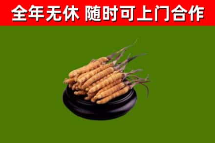 合江回收冬虫夏草